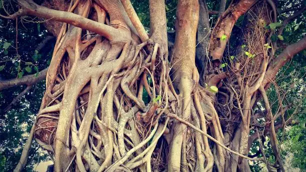Banyan Tree Trunk