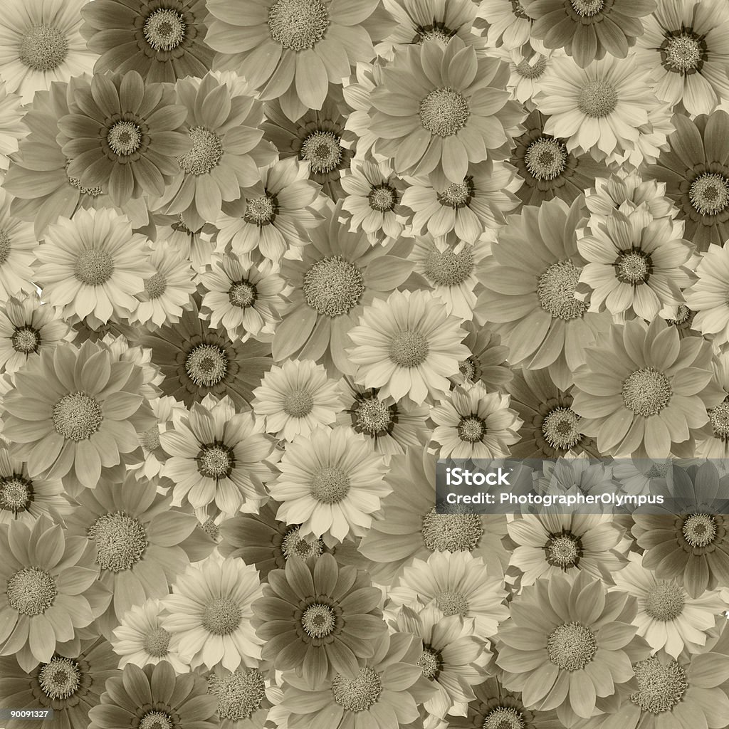 Sepia flower bed XXXL  Blossom Stock Photo