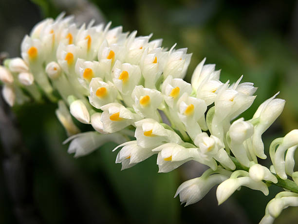 Alba's duiver  Dendrobium stock pictures, royalty-free photos & images