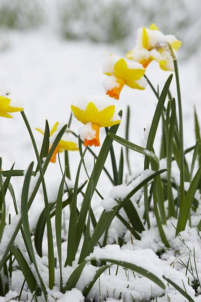 istock Narcissuses in a snow 90091552