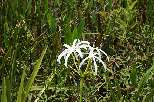 Pretty white arrowhead flower in the swamp
