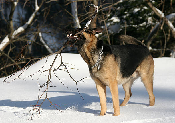 cão pastor alemão - german sheppard imagens e fotografias de stock