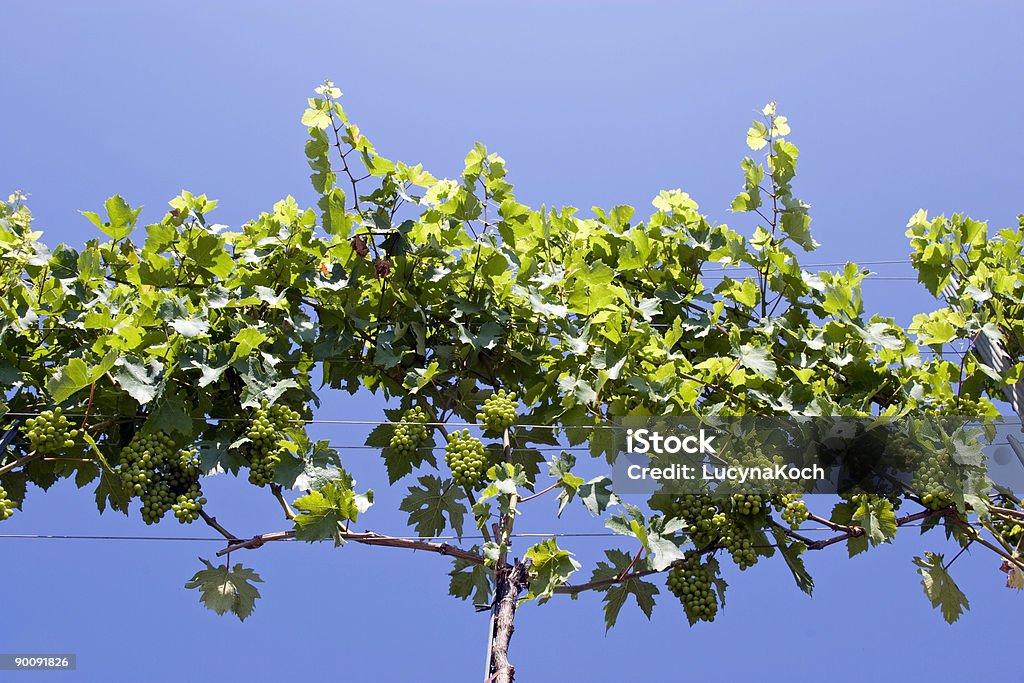 Der Haufen Trauben - Lizenzfrei Agrarbetrieb Stock-Foto