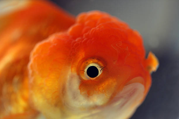 золотая рыбка - goldie стоковые фото и изображения