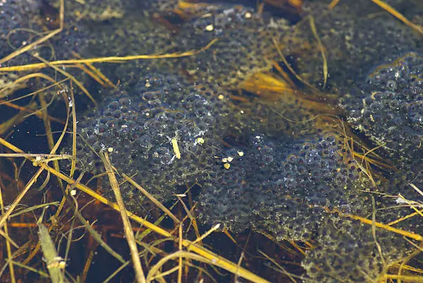 Photo of Wood Frog Eggs I