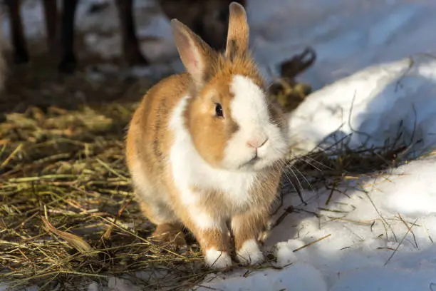 A cute little rabbit on straw in the snow