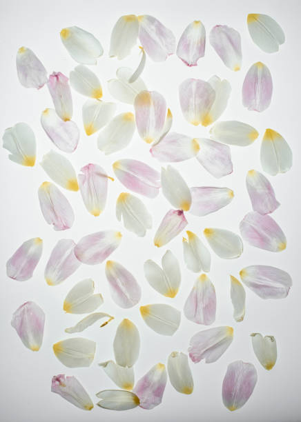 istock tulip petals heap isolated on white 900921386