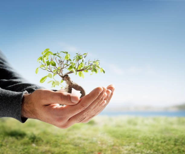 Tree in palm of hand
