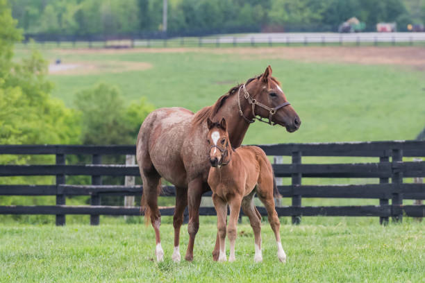 Chestnut Colord Foal and Mare Stand at Attention Chestnut Colord Foal and Mare Stand at Attention in grassy field mare stock pictures, royalty-free photos & images