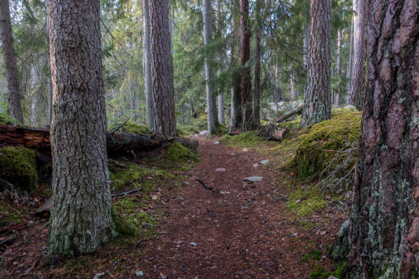 istock Norra Kvill National Park 900922484