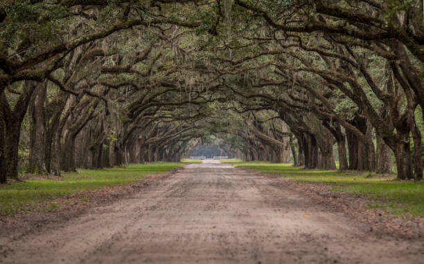 istock Dirt Road Through Tunnel of Live Oak Trees 900922502
