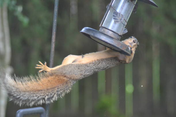 istock Squirrel struggling to eat. 900926138