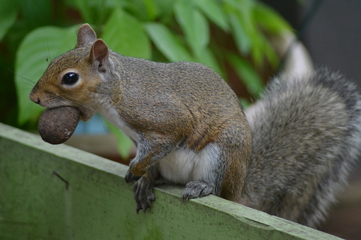Close up of a grey squirrel sitting on a garden ornament feeding.