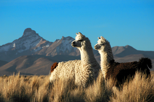 Close up of a white llama looking at the viewer while grazing in yellow grasslands. Location: Peruvian rural highlands
