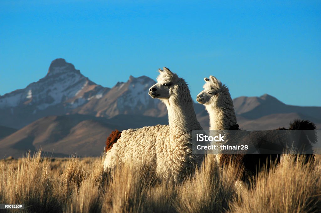 Two Alpacas  Alpaca Stock Photo