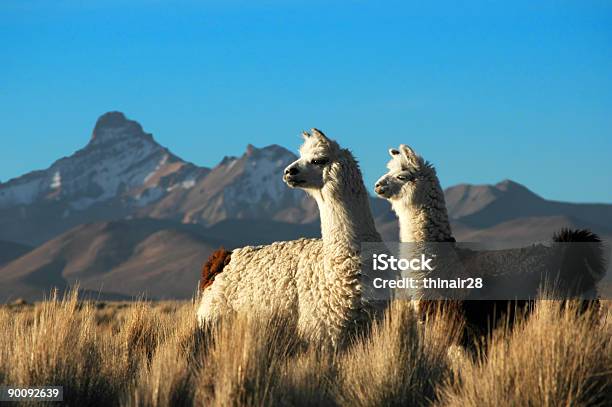 Two Alpacas Stock Photo - Download Image Now - Alpaca, Llama - Animal, Bolivia