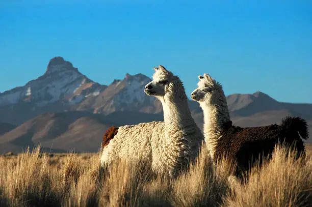 Photo of Two Alpacas