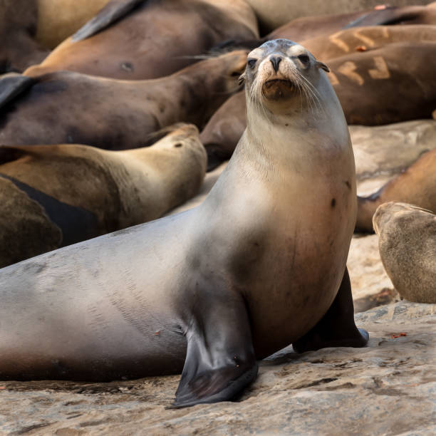 istock Sea Lion Looks at Camera 900926400