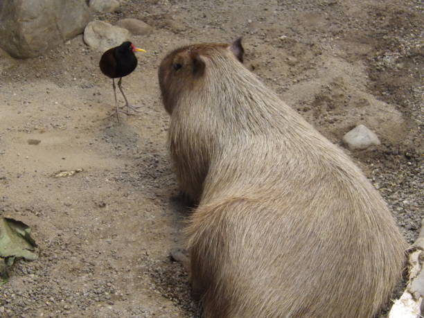 plus gros rongeur de mondes, le capybara - beaver canada north america rodent photos et images de collection