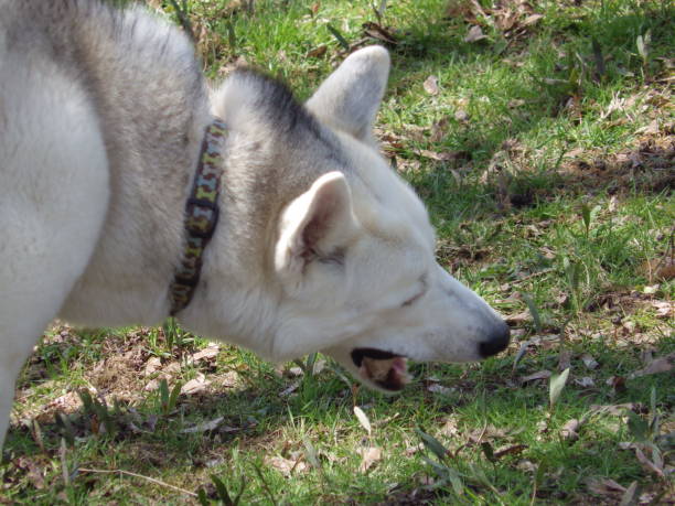 istock siberian husky eating raw meat bones outside 900929628