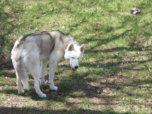 istock siberian husky eating raw meat bones outside 900929640