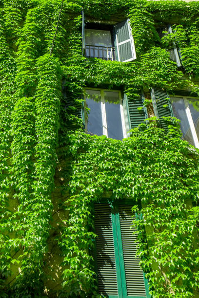 istock Window on the old building in Rome, covered by ivy. 900932952