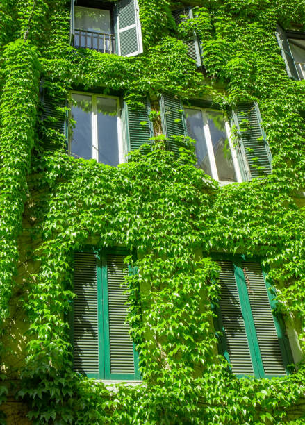 istock Window on the old building in Rome, covered by ivy. 900933116