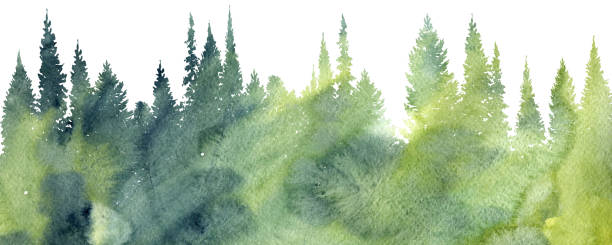 watercolor landscape with trees watercolor landscape with pine and fir trees, abstract nature background, forest template, hand drawn illustration larch tree stock illustrations
