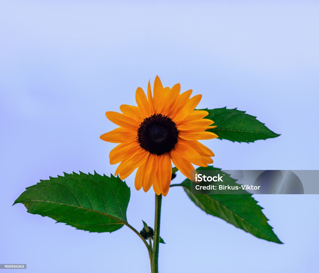 Plant Of A Flower Of A Sunflower With Orange Leaves And A Black ...