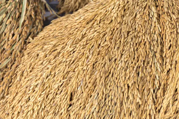 Pile of paddy in brown,rice seeds