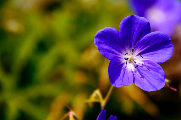 istock violet blue, beautiful plants flowers on a bright summer day 900937030