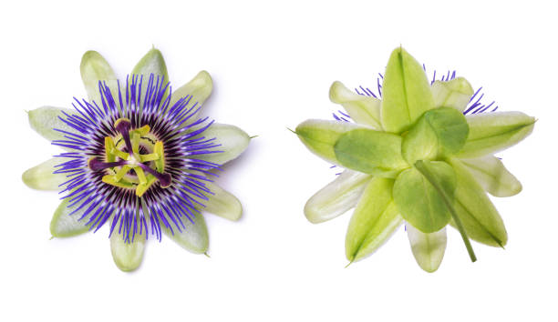 Passiflora passionflower isolated on white background. Big beautiful flower. Passiflora passionflower isolated on white background. Big beautiful flower butterfly purple blue isolated stock pictures, royalty-free photos & images
