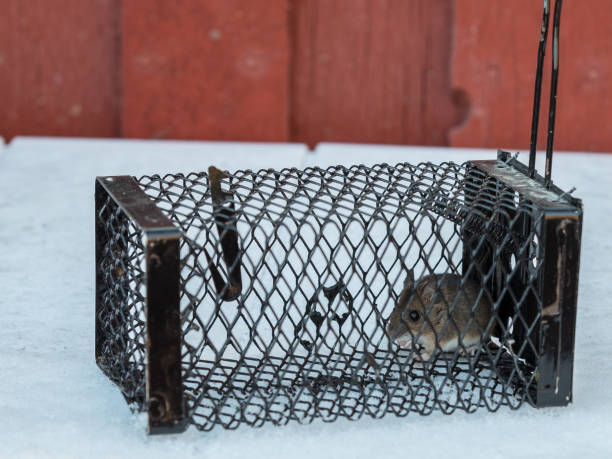 istock A live catch trap with a wood mouse, Apodemus sylvaticus, inside. Standing on a white table with a red wall behind. 900937336