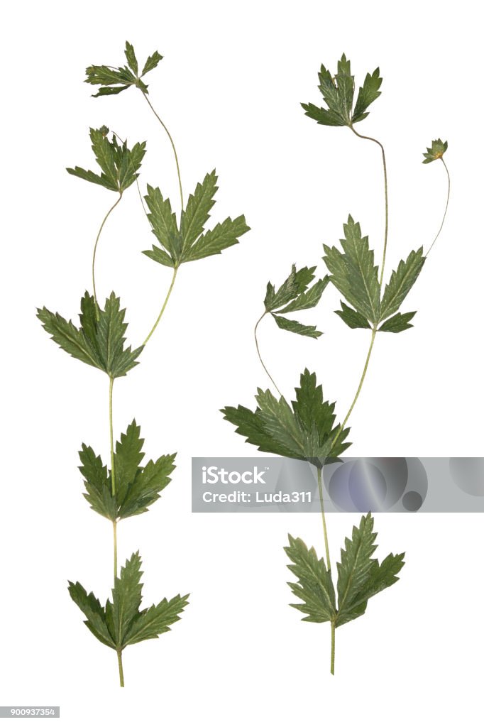 Prensado Flores De Campo Secas Rama Primavera Herbario De Flores Silvestres Foto de stock y más banco de imágenes de Amarillo - Color - iStock Prensado Flores De Campo Secas Rama Primavera Herbario De Flores Silvestres Foto de stock y más banco de imágenes de Amarillo - Color - iStock