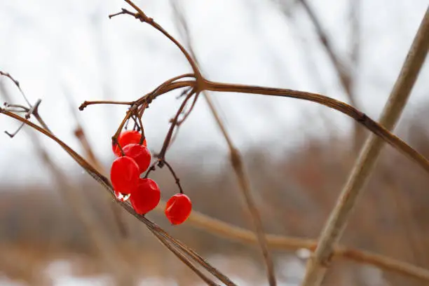 Raindrops on red berries in the winter forest on a snowy background