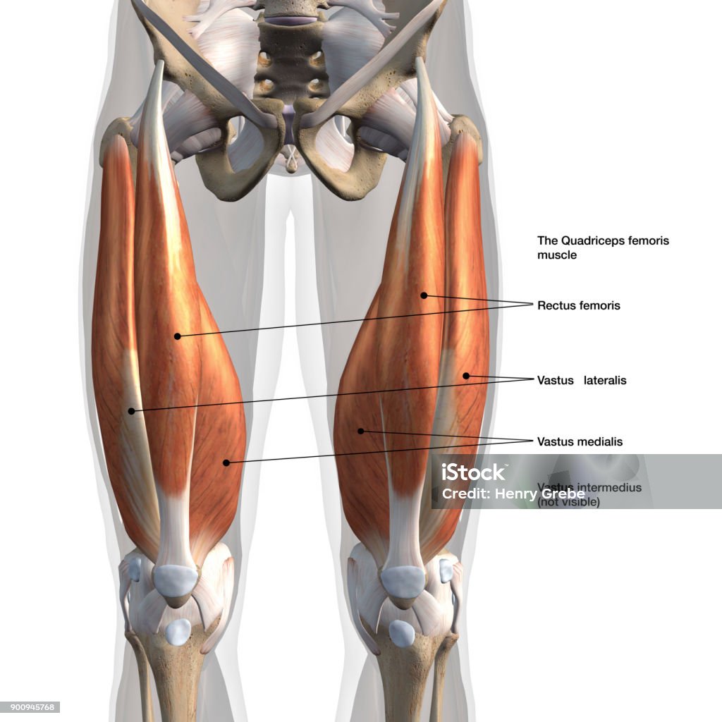 Male Quadriceps Muscles Anterior View Labeled on White Frontal view of man's isolated leg muscles with labeled names Quadriceps Muscle Stock Photo