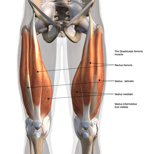 Male Quadriceps Muscles Anterior View Labeled on White Frontal view of man's isolated leg muscles with labeled names femur photos stock pictures, royalty-free photos & images