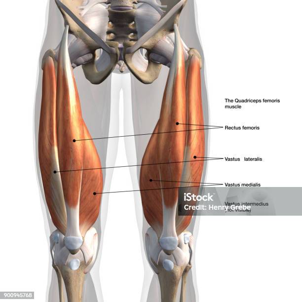 Male Quadriceps Muscles Anterior View Labeled On White Stock Photo - Download Image Now