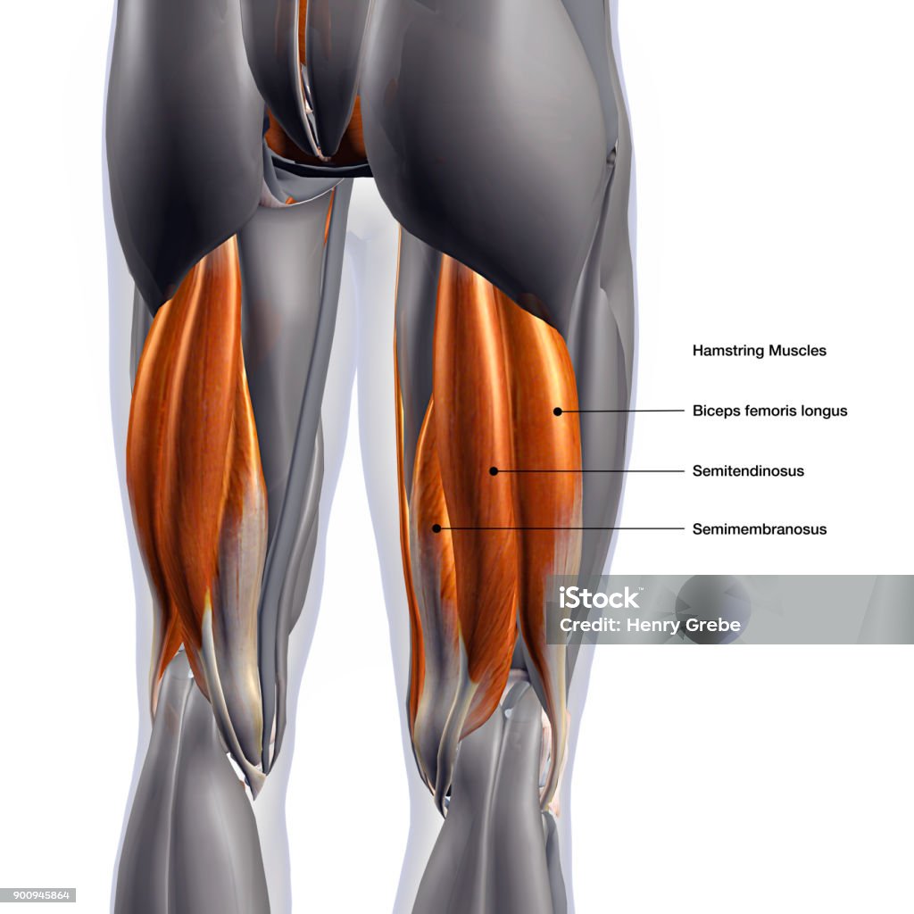 Male Hamstring Muscle Group Labeled on White Background Rear view of man's leg muscles with hamstring muscle names identified Hamstring Stock Photo