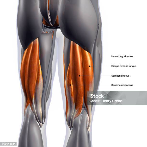 Male Hamstring Muscle Group Labeled On White Background Stock Photo - Download Image Now