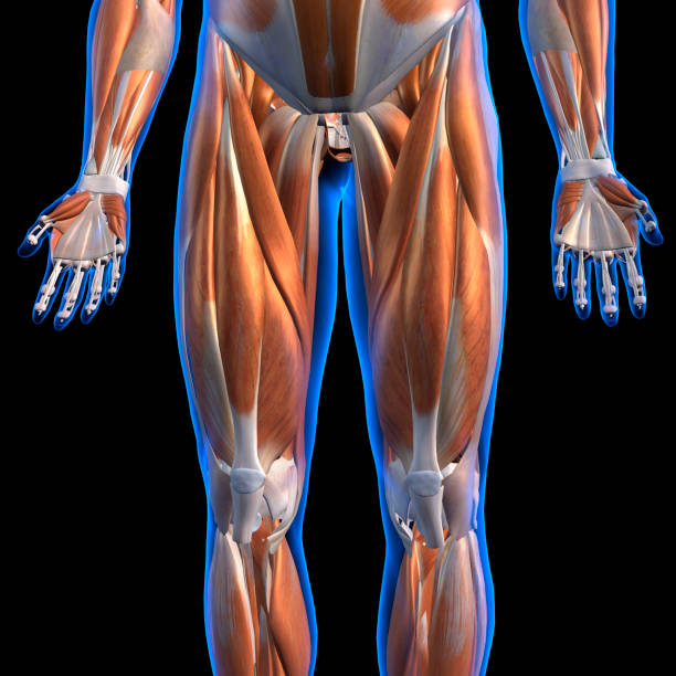 istock Male Leg Muscles Anterior View Labeled on Black 900945886
