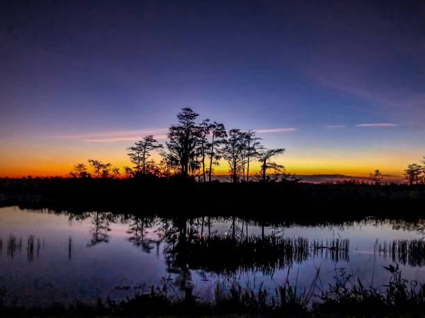 istock cypress trees in the swamps at sunset 900954136