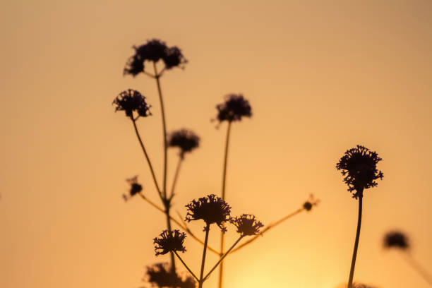 istock Silhouette, flower image in the evening, the sky is golden. 900954322
