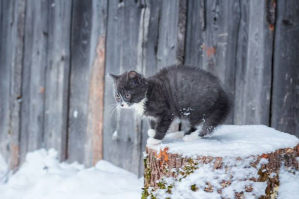 istock Little homeless kitten in winter 900954992