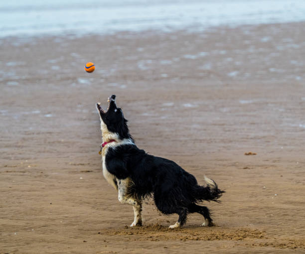 istock Border collie dog on beach 900957890