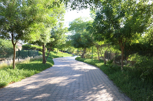 Walking trail in a lush green park in Dubai, United Arab Emirates