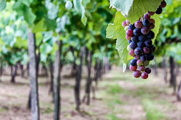 Bunch of grapes in a vineyard