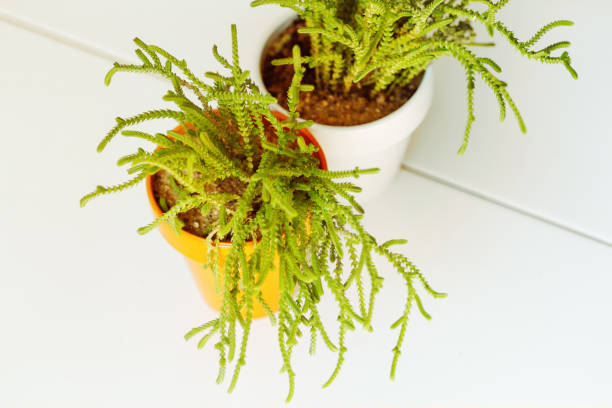 Two potted zipper plant on white background