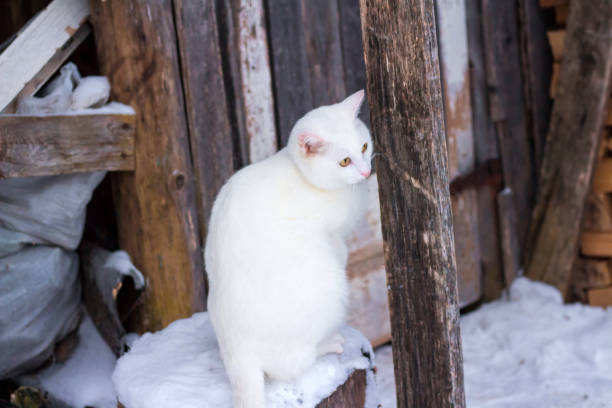 istock White beautiful cat in winter 900961350