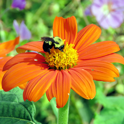 Bumblebee on a Mexican Sunflower in garden on a shore of the Lake Ontario in Toronto, Canada, September 13, 2016